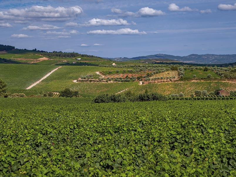Vineyards in Favaios, Portugal